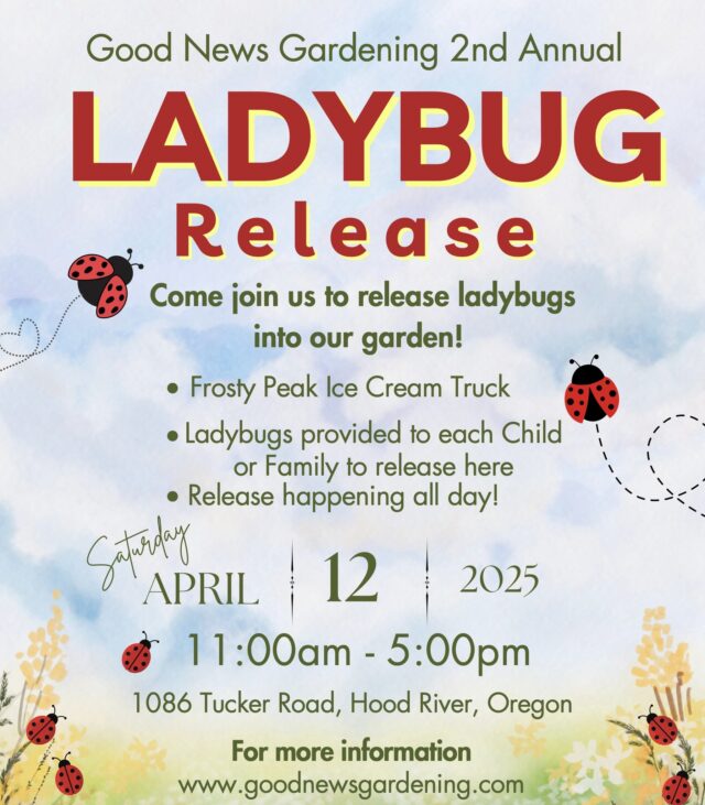 484033114 1181866383948119 4976502292446438910 n