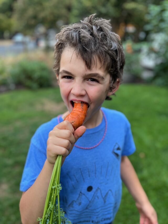Carrot 002