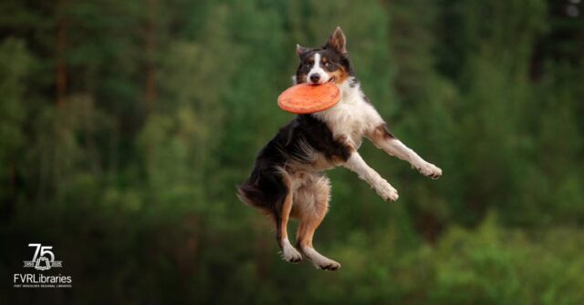 SAYL25 FB Post rescue dogs