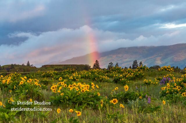 Steider Studios Balsamroot Landscape 4 28 14