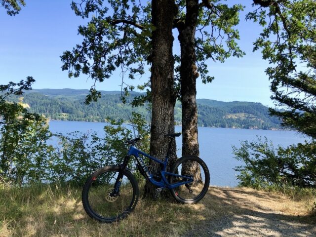 A bike against a tree at Easy Climb Trail in Cascade Locks, Oregon