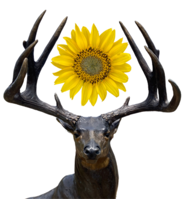 Dasher with Balsam Flower