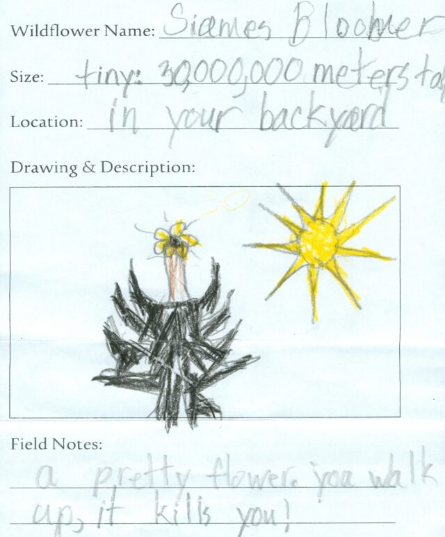 Wildflower Field Sheet